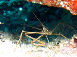 Yellowline Arrow Crab IMG 3082